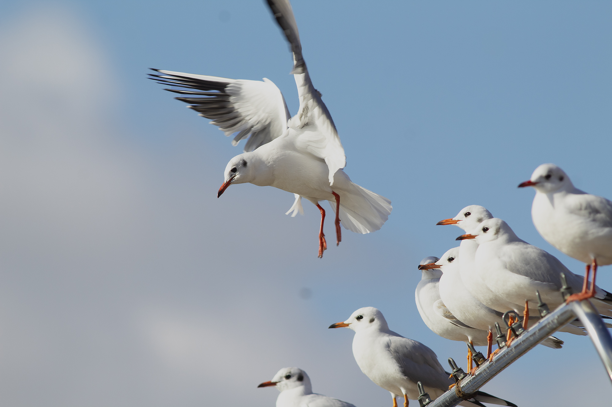 Black-headed Gull — Ana fotoğraf